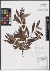 Foto von Salix alba L.